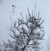 Unser Flieder im Schnee. 5. März 2006